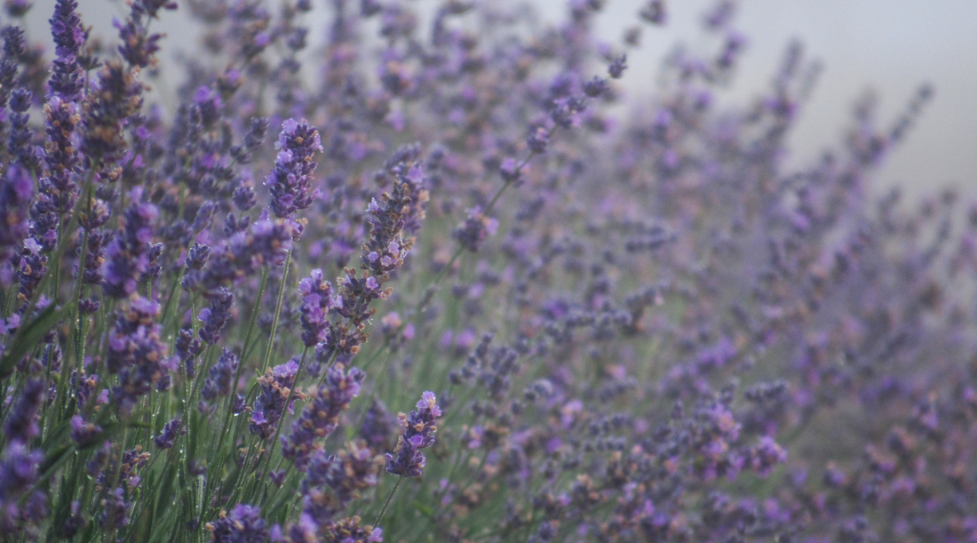 This photo was taken by Jordan McGuire at Mi Lavender Farm in Northern Michigan.
